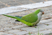 Monk Parakeet (Adult)