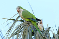 Monk Parakeet (Adult)