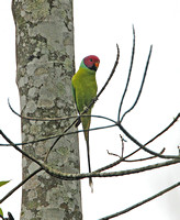 Plum-headed Parakeet (Male)