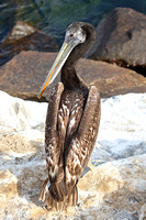 Peruvian Pelican (Juvenile)