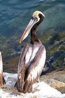 Peruvian Pelican (Adult Summer)