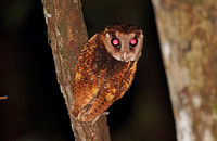 Sri Lankan Bay Owl