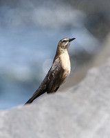 Great-tailed Grackle (Female)