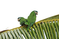 Red-shouldered Macaw (Pair)