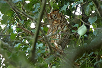 Tawny Owl (Pair)
