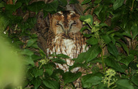 Tawny Owl (Adult)