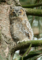 Tawny Owl (Juvenile)