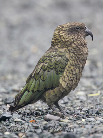 Kea