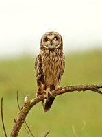 Short-eared Owl (Adult)