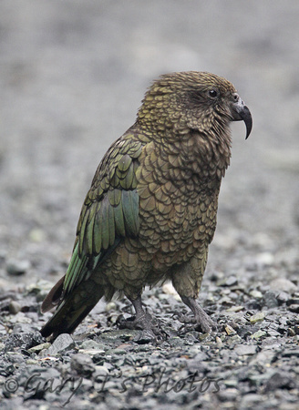 Kea