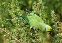 Ring-necked Parakeet (Male)