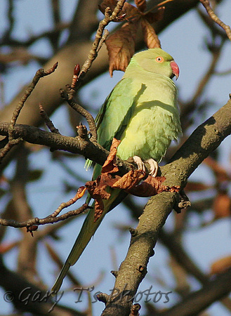 Ring-necked Parakeet (Female)