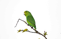 Blue-winged Parrotlet (Female)