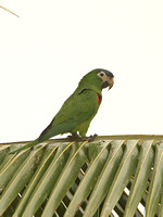 Red-shouldered Macaw (Adult)