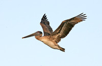 Brown Pelican (Juvenile)