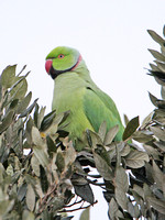 Ring-necked Parakeet (Male)