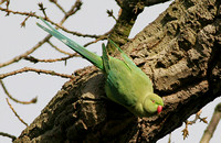 Ring-necked Parakeet (Female)
