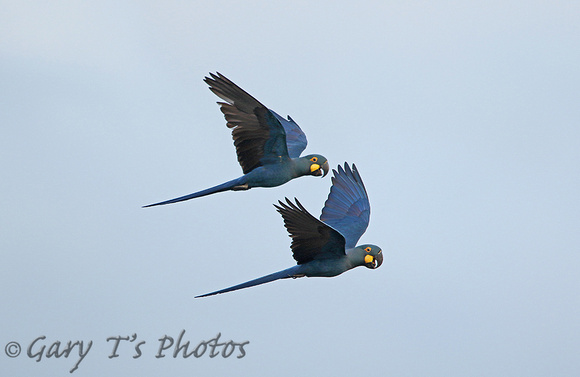 Lears Macaw (Pair)