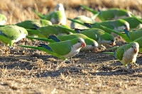 Monk Parakeet (Adults)
