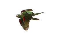 Red-shouldered Macaw (Pair)