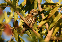 Ridgeways (Ferruginous) Pygmy Owl