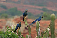 Lears Macaw (Adults)