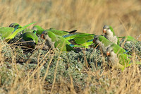 Monk Parakeet (Adults)