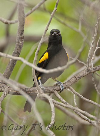Variable Oriole