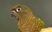 Maroon-bellied Parakeet (Adult)