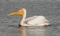 Great White Pelican (Adult)