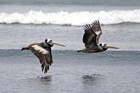 Peruvian Pelican (Adult Summers)