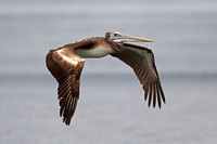 Peruvian Pelican (Juvenile)