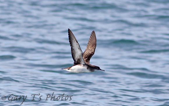 Huttons Shearwater