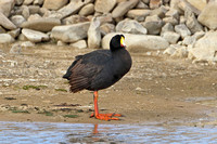 Giant Coot (Adult)