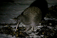 Stewart Island Kiwi (Female)