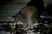 Stewart Island Kiwi (Female)
