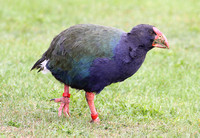 Takahe