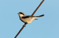 Lesser Grey Shrike (Male)