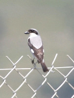 Lesser Grey Shrike (Male)