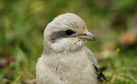 Steppe Grey Shrike (1st Winter)