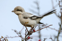 Steppe Grey Shrike (1st Winter)