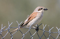 Red-backed Shrike (Female)