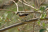 Masked Shrike (Female)
