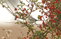 Masked Shrike (1st Winter)