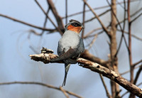 Crested Treeswift (Male)