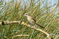 Brown Shrike (1st Winter)