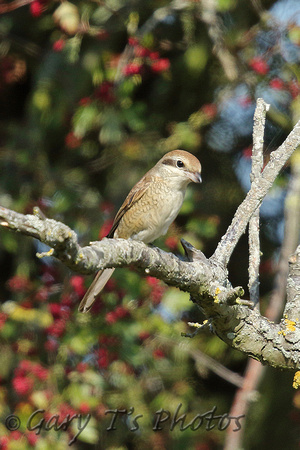 Brown Shrike (1st Winter)