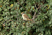 Brown Shrike (1st Winter)