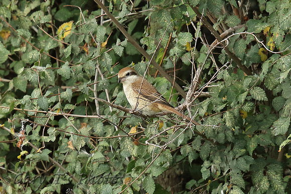 Brown Shrike (1st Winter)