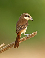 Brown Shrike (1st Winter)